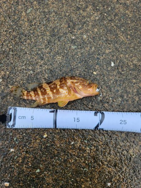 雨降りの中ロックフィッシュ