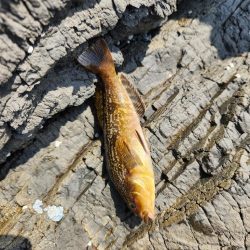 ロックフィッシュ三昧