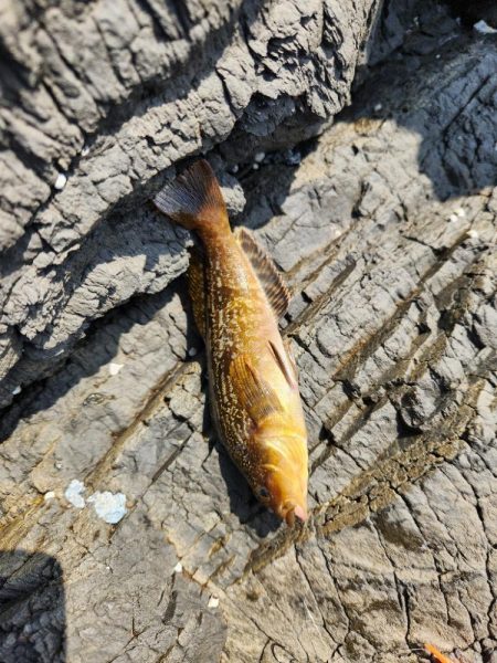 ロックフィッシュ三昧