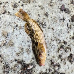 続•ロックフィッシュ