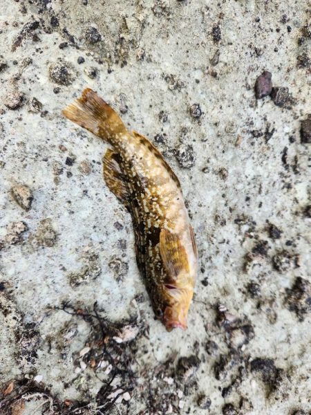 続•ロックフィッシュ