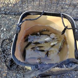 シーズン2回目の豆アジ釣り