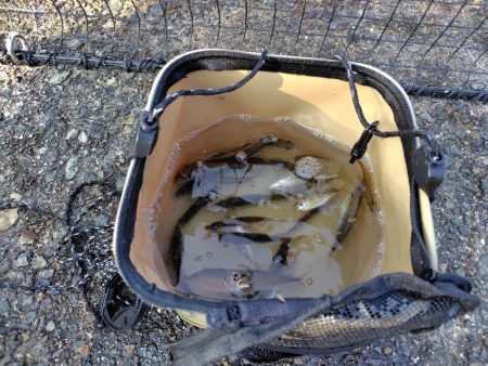 シーズン2回目の豆アジ釣り