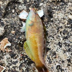 ロックフィッシュは面白い