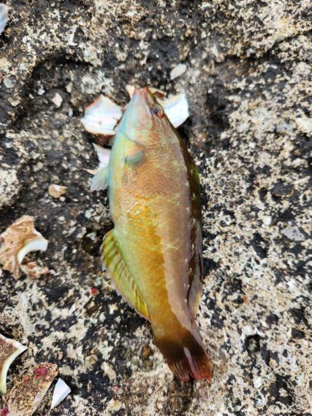 ロックフィッシュは面白い