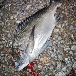 他魚種釣り