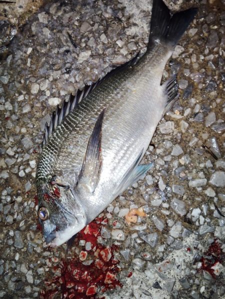 他魚種釣り