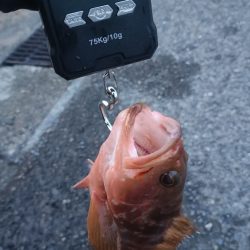 イカ釣りの筈が…