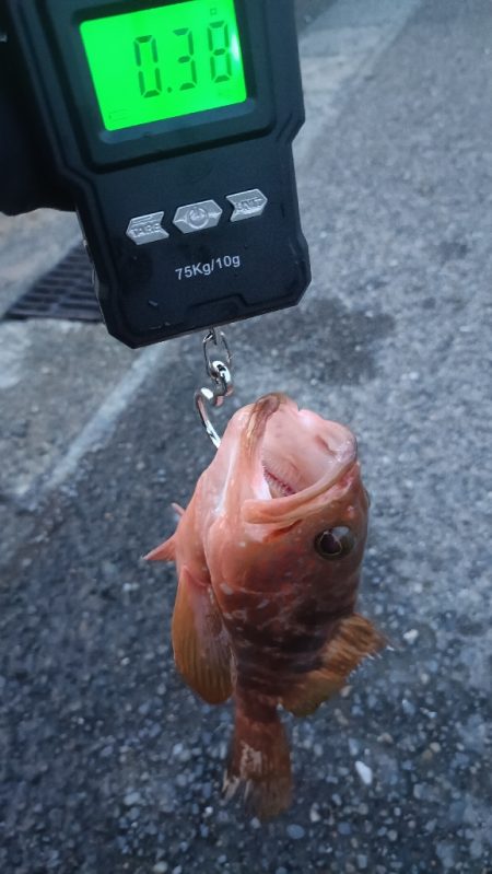 イカ釣りの筈が…