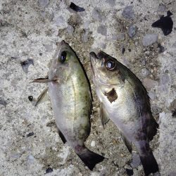 回遊魚に翻弄