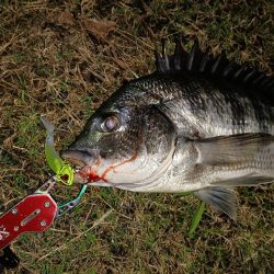 久しぶりの貴重なチヌ1尾