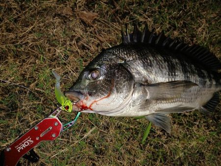 久しぶりの貴重なチヌ１尾