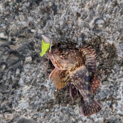 メバル、旅に出る