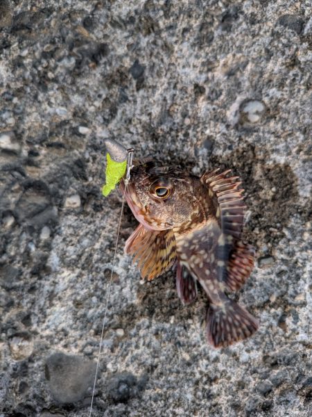 メバル、旅に出る