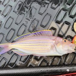 サップジギング