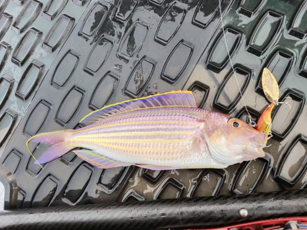 サップジギング