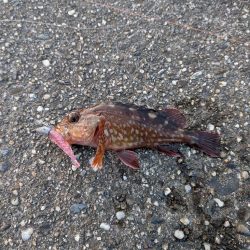 ハゼのちガシラ