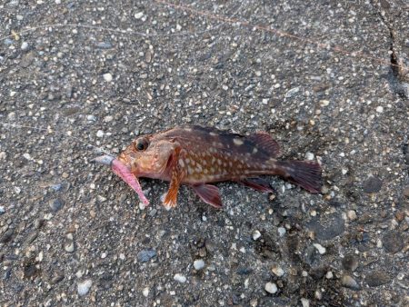 ハゼのちガシラ