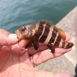 キスの数釣り始まりました