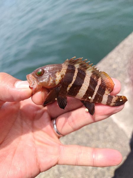 キスの数釣り始まりました