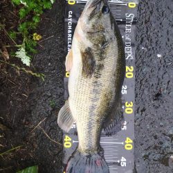 ファットイカで1本