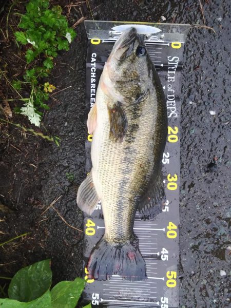 ファットイカで1本