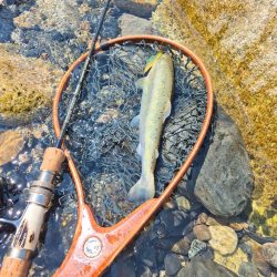 先週ヤマメアマゴ好調やったから川へ