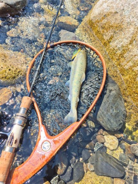 先週ヤマメアマゴ好調やったから川へ