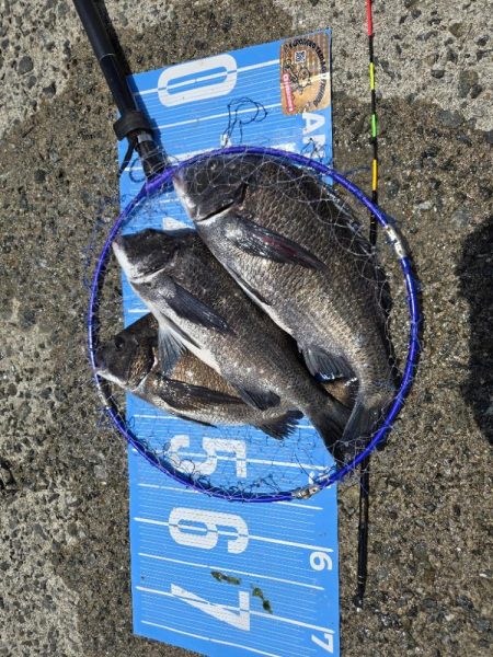 初ポイントにてふかせ釣り