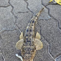 フラットフィッシュ