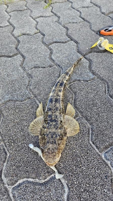 フラットフィッシュ