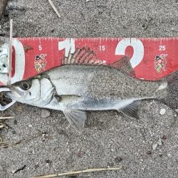 ヒラセイゴ釣れました!