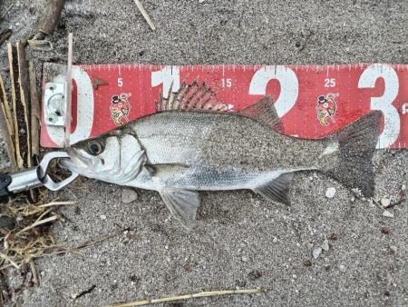 ヒラセイゴ釣れました!