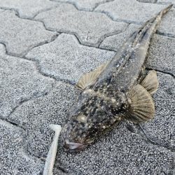 フラットフィッシュ