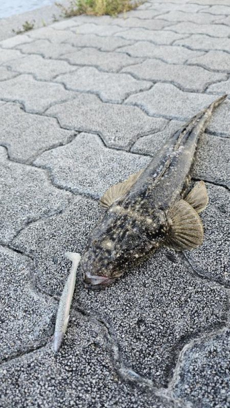 フラットフィッシュ