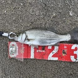 雨の中、ヒラセイゴをゲット！