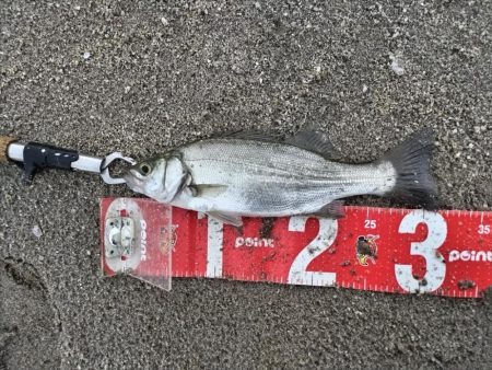 雨の中、ヒラセイゴをゲット！