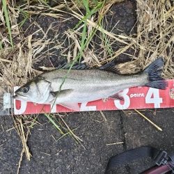 マルスズキ（セイゴ）が釣れました。