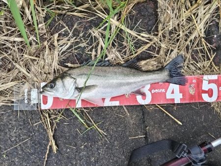 マルスズキ（セイゴ）が釣れました。