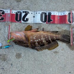 剣先ならず甲イカ