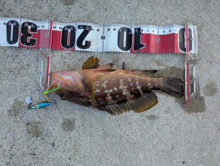 剣先ならず甲イカ