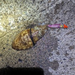 ショアお助けティップラン