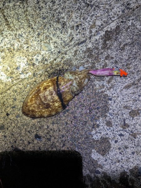 ショアお助けティップラン