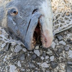 激渋広島チニング