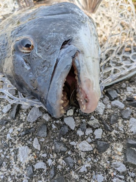 激渋広島チニング