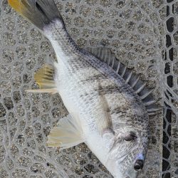 チニング対決企画「鯛MAN」初戦