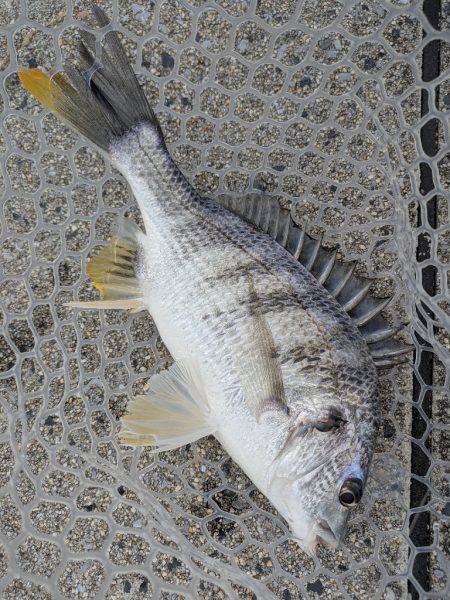 チニング対決企画「鯛MAN」初戦