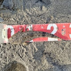 マゴチとヒラセイゴ釣れました!