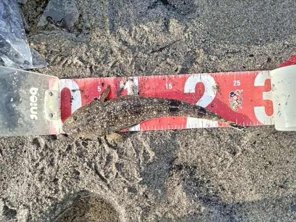 マゴチとヒラセイゴ釣れました!