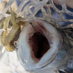 ちょい渋めの広島チニング